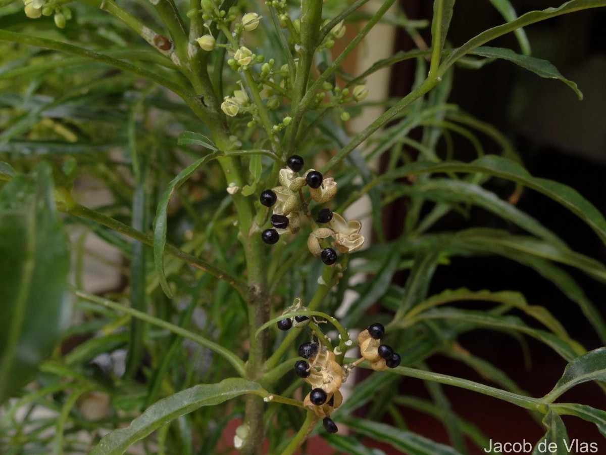 Euodia hortensis J.R.Forst. & G.Forst.